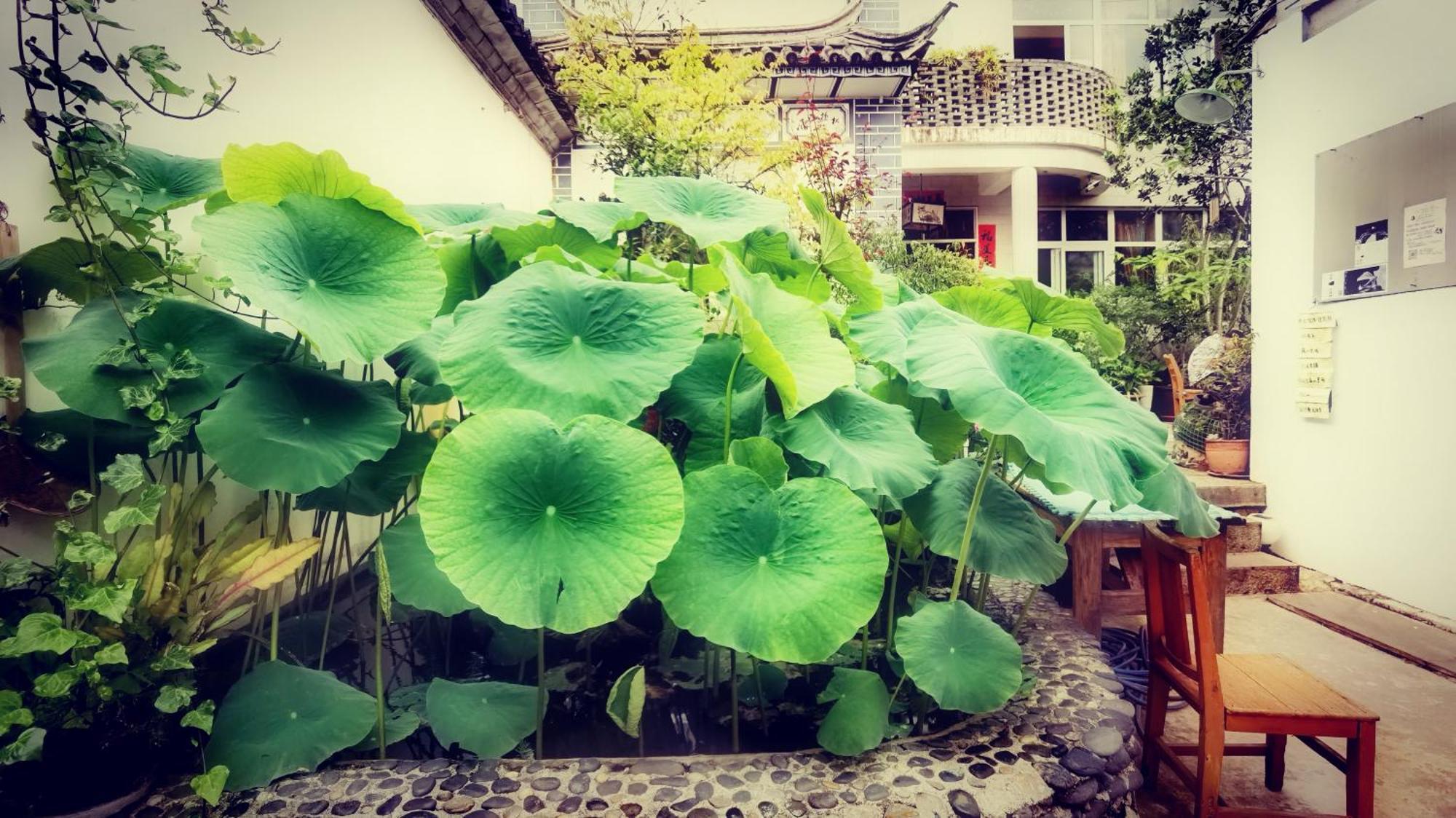 The Lily Pad Inn ต้าหลี่ ภายนอก รูปภาพ