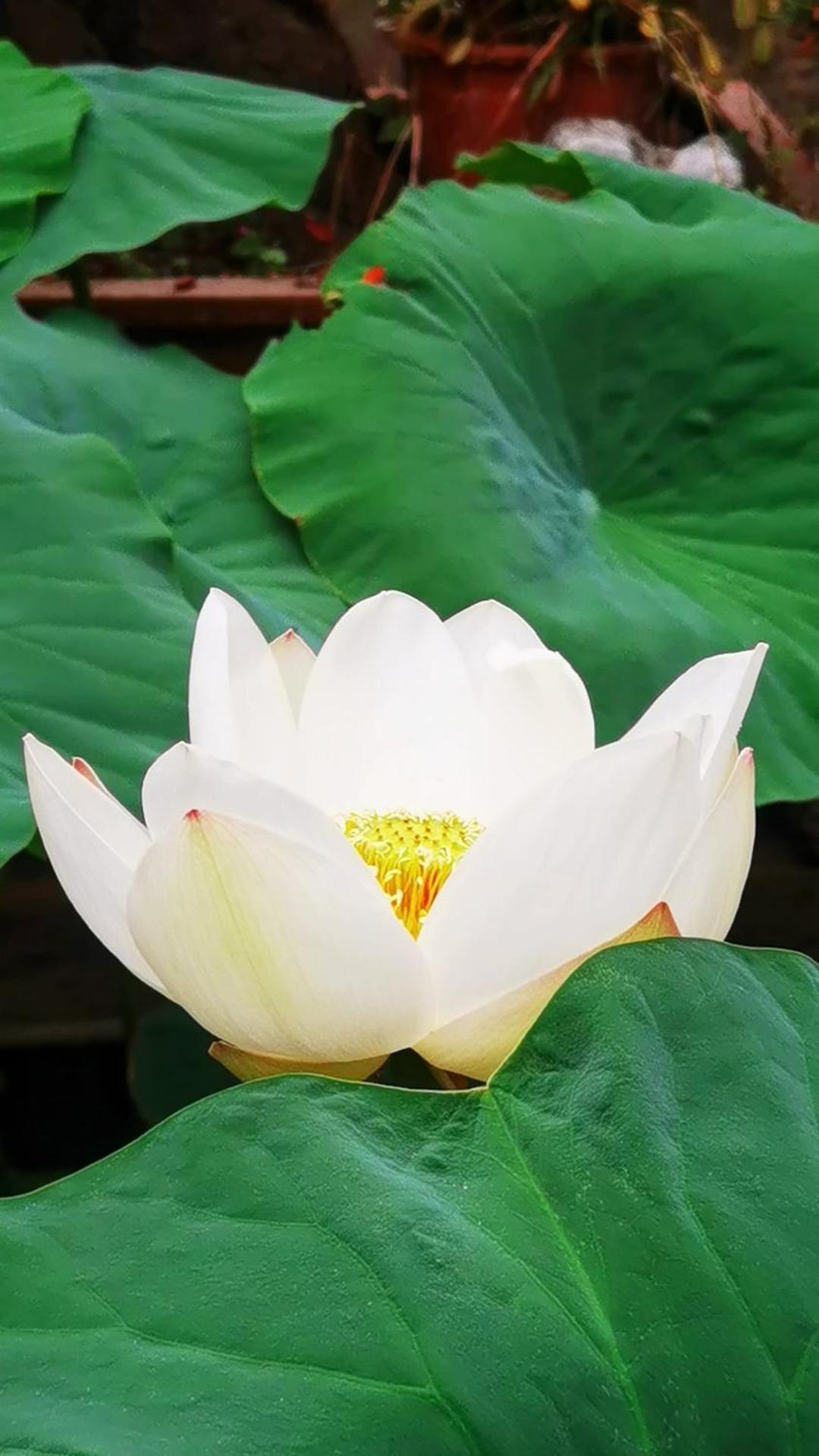 The Lily Pad Inn ต้าหลี่ ภายนอก รูปภาพ